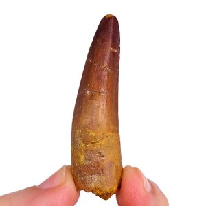 Spinosaurus aegyptiacus