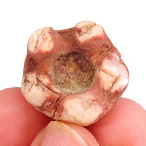 Prophyllocrinus dentatus