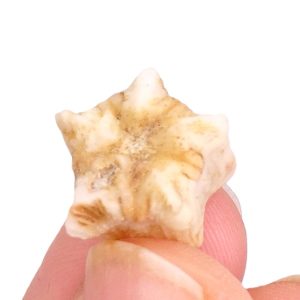 Timoroblastus weiensis