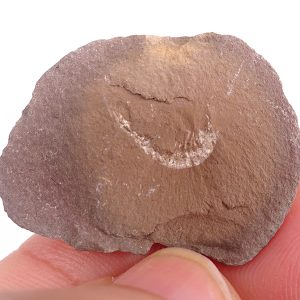 Palaeocaris secretanae