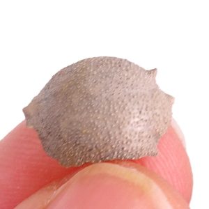 Ilia nucleus