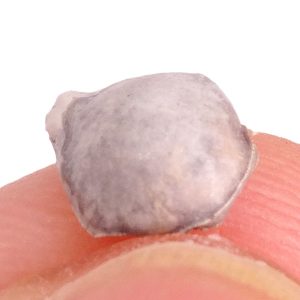 Ilia nucleus