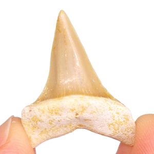 Macrorhizodus praecursor