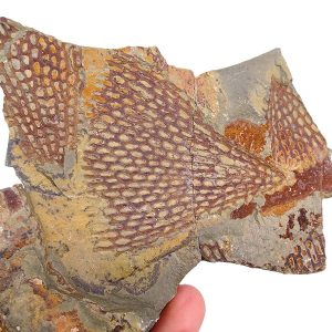 Araneograptus murrayi