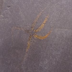 Ophiuroidea