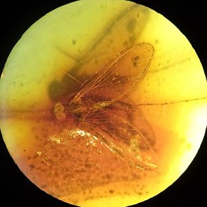 O. Ephemeroptera