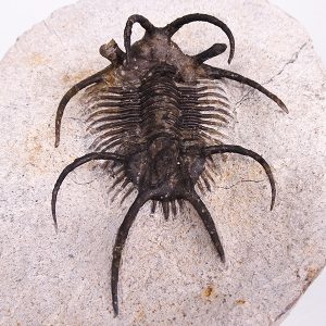 Ceratarges ziregensis