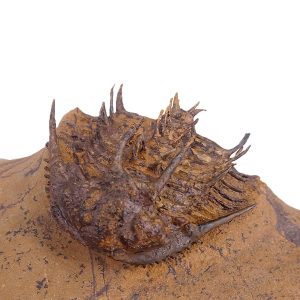 Proceratocephala sp. VENDIDO