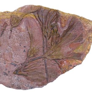 Crinoideo