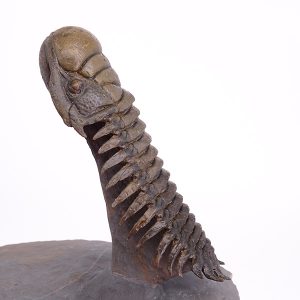 Crotalocephalus gibbus
