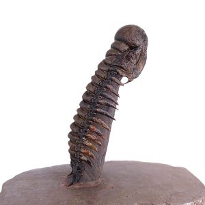 Crotalocephalus gibbus