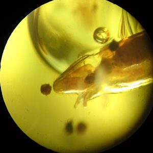 O. Coleoptera