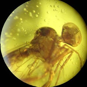 Rhamphomyia sp.