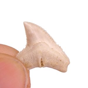 Carcharhinus sp.