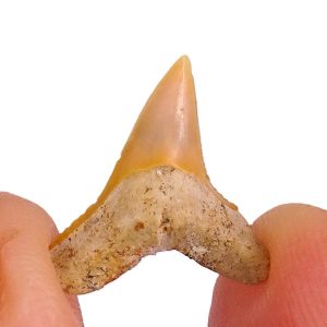Carcharhinus sp.