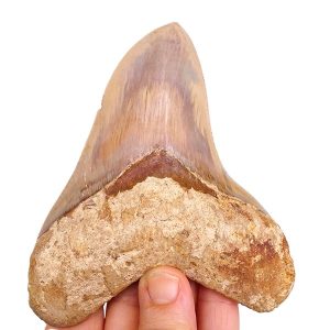 Carcharocles megalodon