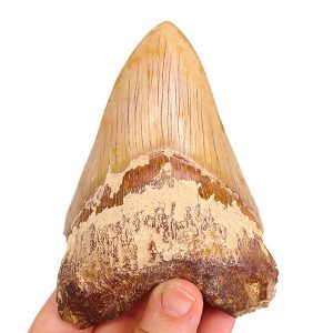 Carcharocles megalodon
