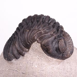 Pedinopariops (Hypsipariops) vagabundus