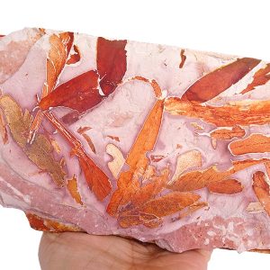 Glossopteris browniana VENDIDO