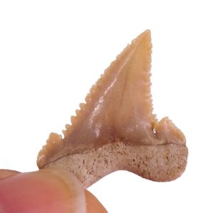 Palaeocarcharodon orientalis