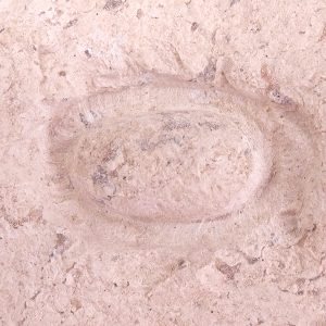 Ophidienovum sp.