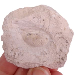 Ophidienovum sp.
