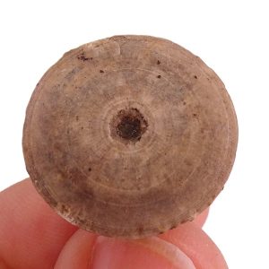 Apiocrinites elegans