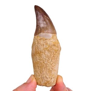 Prognathodon anceps