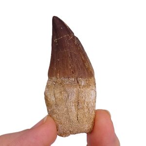 Prognathodon anceps