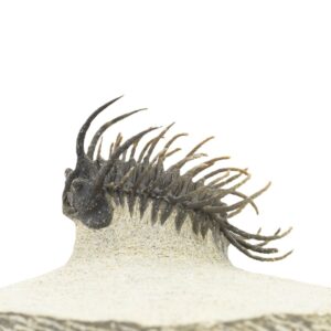 Koneprusia dahmani