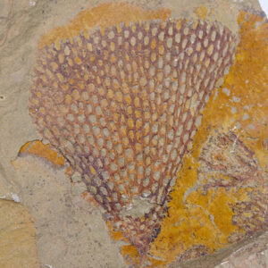 Araneograptus murrayi
