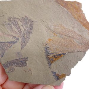 Dictyonema sp.