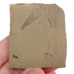Dictyonema sp.