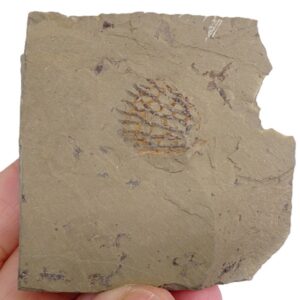 Araneograptus murrayi