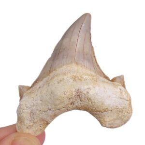 Otodus obliquus