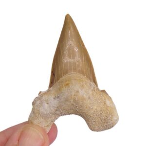 Otodus obliquus