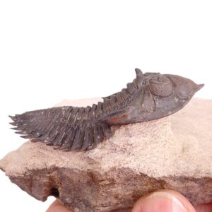 Metacanthina issoumourensis
