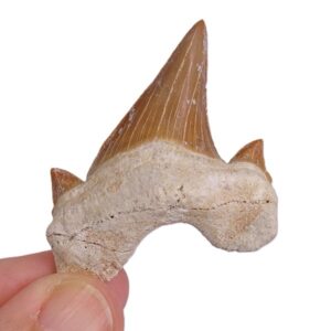 Otodus obliquus