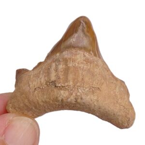 Diente deforme de Otodus obliquus