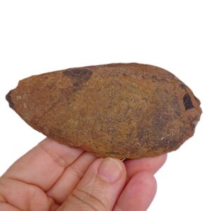 Zagoracaris fezouatensis