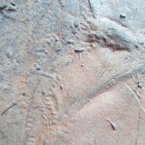 Diplichnites sp.