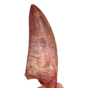 Carcharodontosaurus saharicus