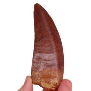 Carcharodontosaurus saharicus