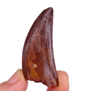 Carcharodontosaurus saharicus