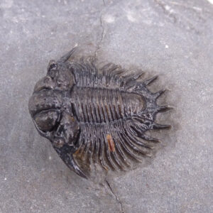 Acanthopyge (Belenopyge) estevei