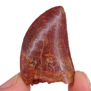 Carcharodontosaurus saharicus