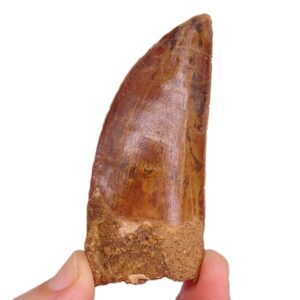 Carcharodontosaurus saharicus