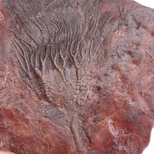 Scyphocrinites elegans