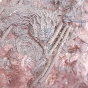 Scyphocrinites elegans