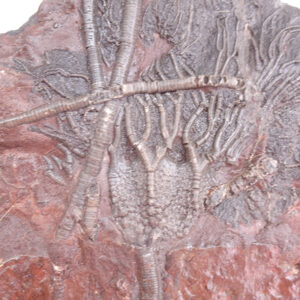 Scyphocrinites elegans